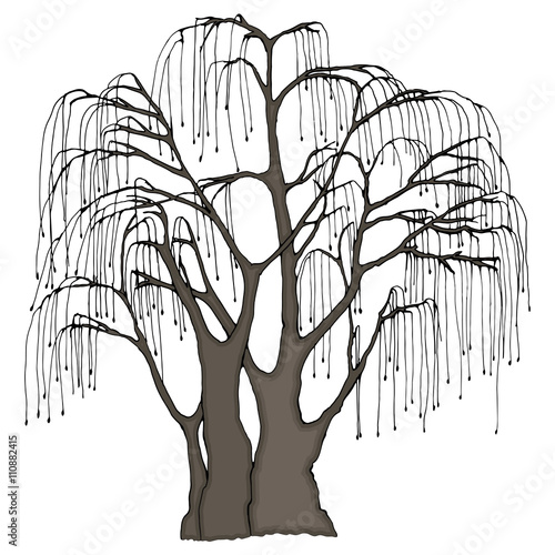 Big tree with long hanging twigs. Weeping willow or other. Color vector illustration.