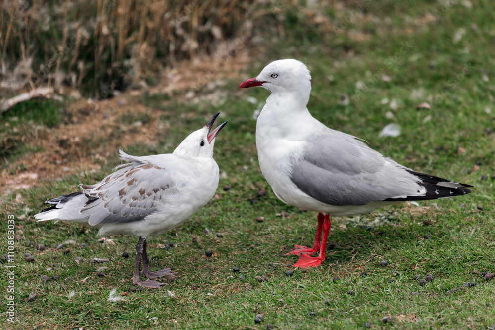 Red-billed Gull (Chroicocephalus scopulinus) Red-billed Gull (Chroicocephalus scopulinus)