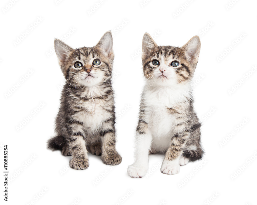 Two baby kittens over white background