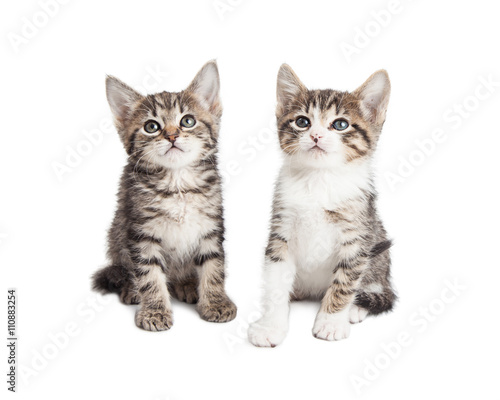 Fototapeta Naklejka Na Ścianę i Meble -  Two baby kittens over white background