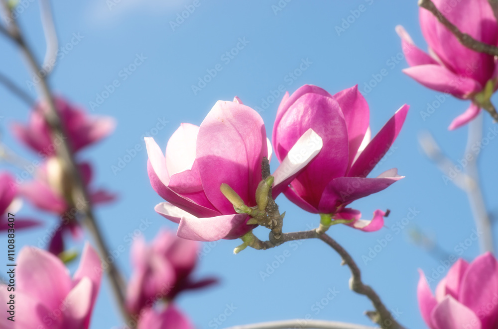 Beautiful Flowers of a Magnolia Tree Beautiful Flowers of a Magnolia Tree