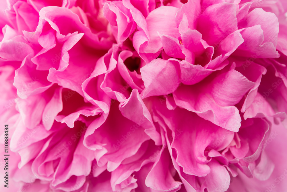 Closeup of beautiful pink peony.