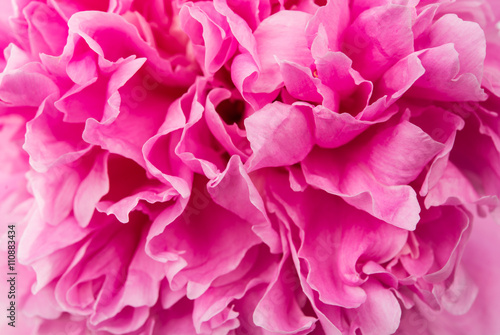 Closeup of beautiful pink peony. © ksena32