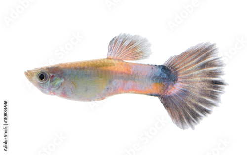 guppy fish isolated on white background © akepong srichaichana
