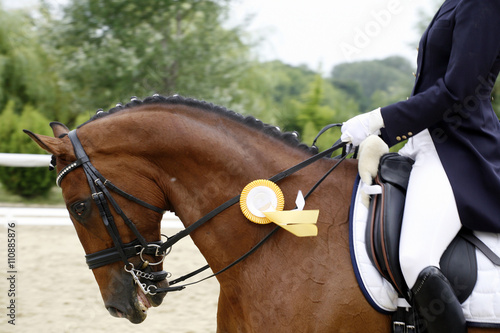 Award winner dressage horse canter with her proud rider outdoors