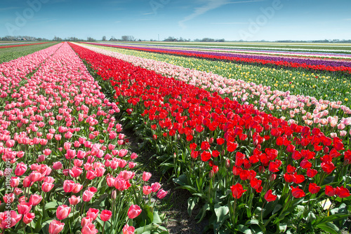 Fototapeta Naklejka Na Ścianę i Meble -  Tulpenfeld
