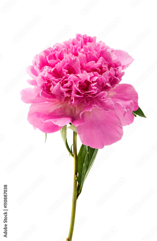 pink peony isolated