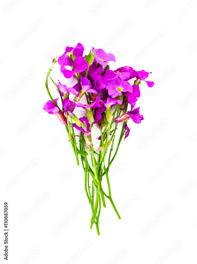 Flower Violet on Light Background Flower Violet on Light Background