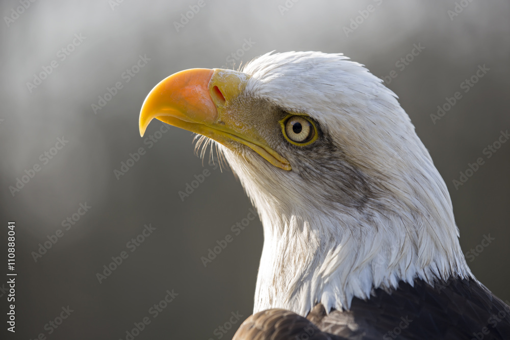 Obraz premium Bald Eagle