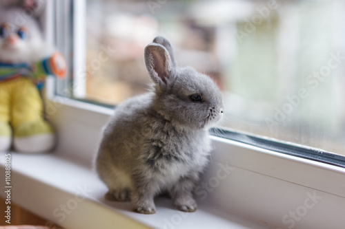 Little grey bunny rabbit sits on the window