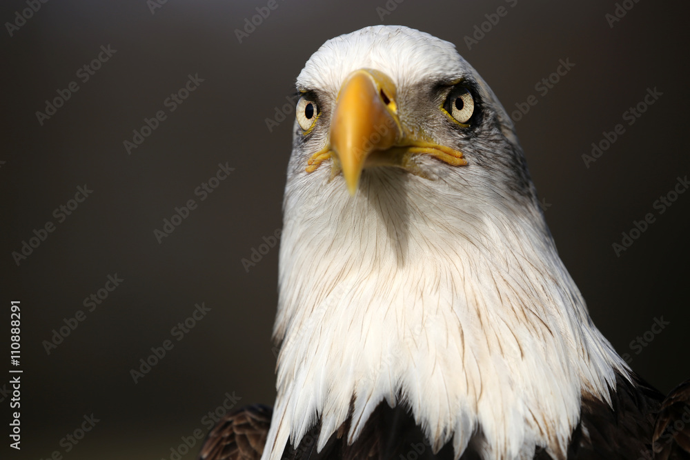 Obraz premium Bald Eagle