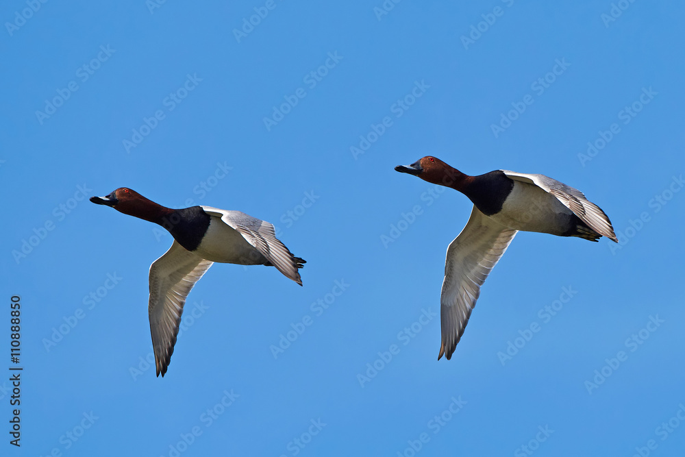 Obraz premium Common pochard (Aythya ferina)
