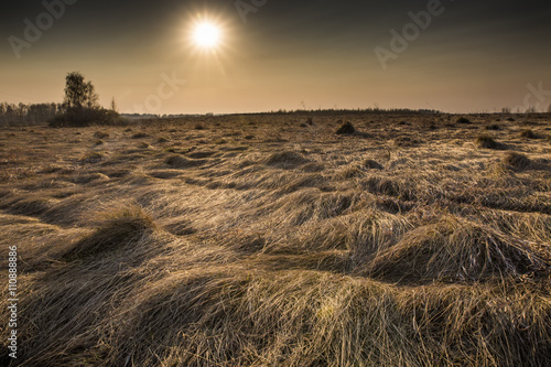 field with cut grass at sunset