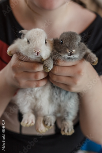 Two little adorable bunny rabbit