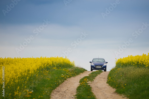 Blue small car traveling near field yellow rapeseed photo
