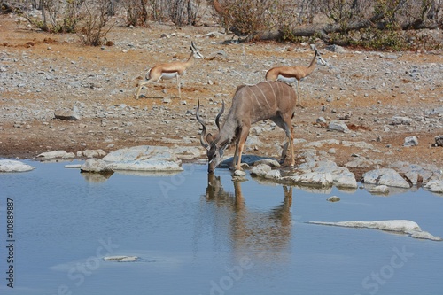 Kudu  Strepsicerus  am Wasserloch im Etosha Nationalpark