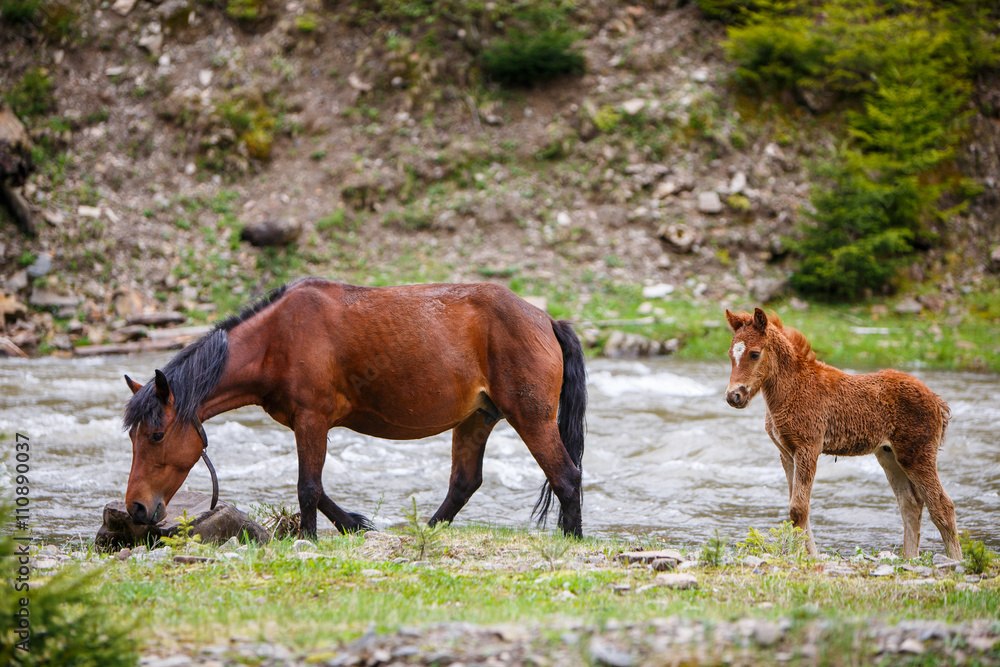 Fototapeta premium Horse and foal near the river