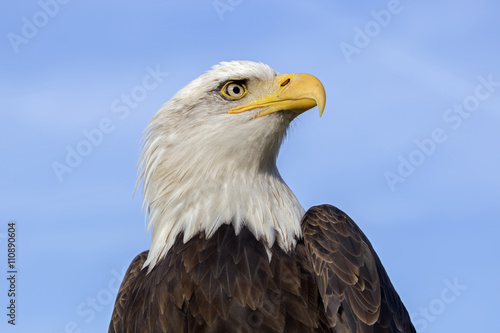 Bald Eagle © Edwin Butter