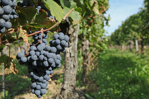 Vignoble bordelais