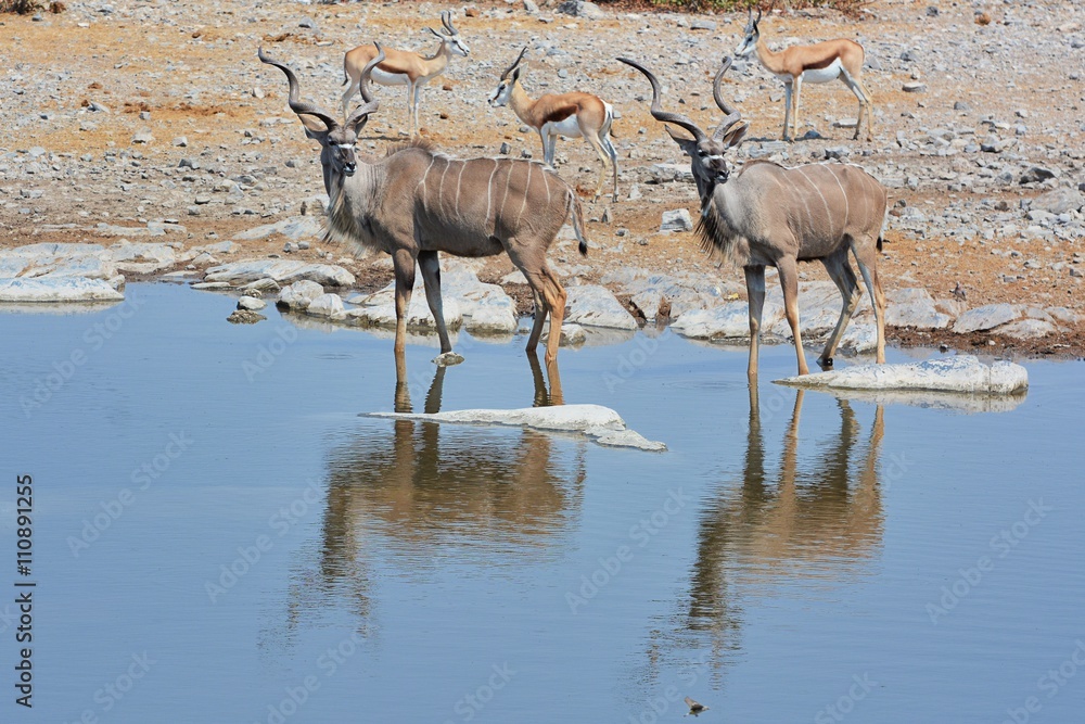 Fototapeta premium Kudus (Strepsicerus) am Wasserloch im Etosha Nationalpark