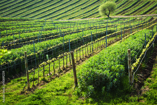 Plant planted between the Italian vineyards, Favino. photo