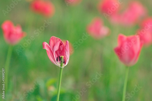 Tulipes © lucysavi