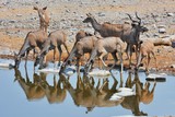 Kudu-Herde (Strepsicerus) am Wasserloch im Etosha Nationalpark