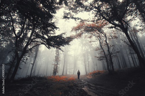forest road with man