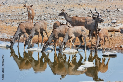 Kudu-Herde  Strepsicerus  am Wasserloch im Etosha Nationalpark
