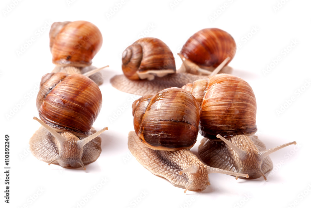 some snails crawling on a white background closeup some snails crawling on a white background closeup