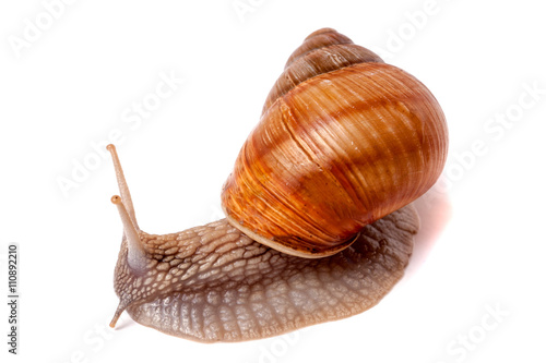 Live snail crawling on a white background close-up macro