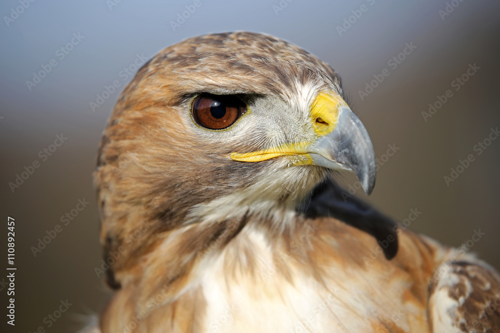 Fototapeta premium Red-tailed hawk portrait