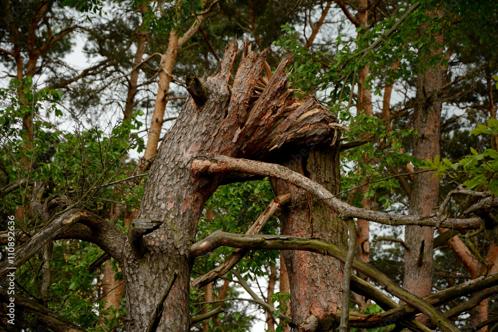 Obraz premium Broken tree