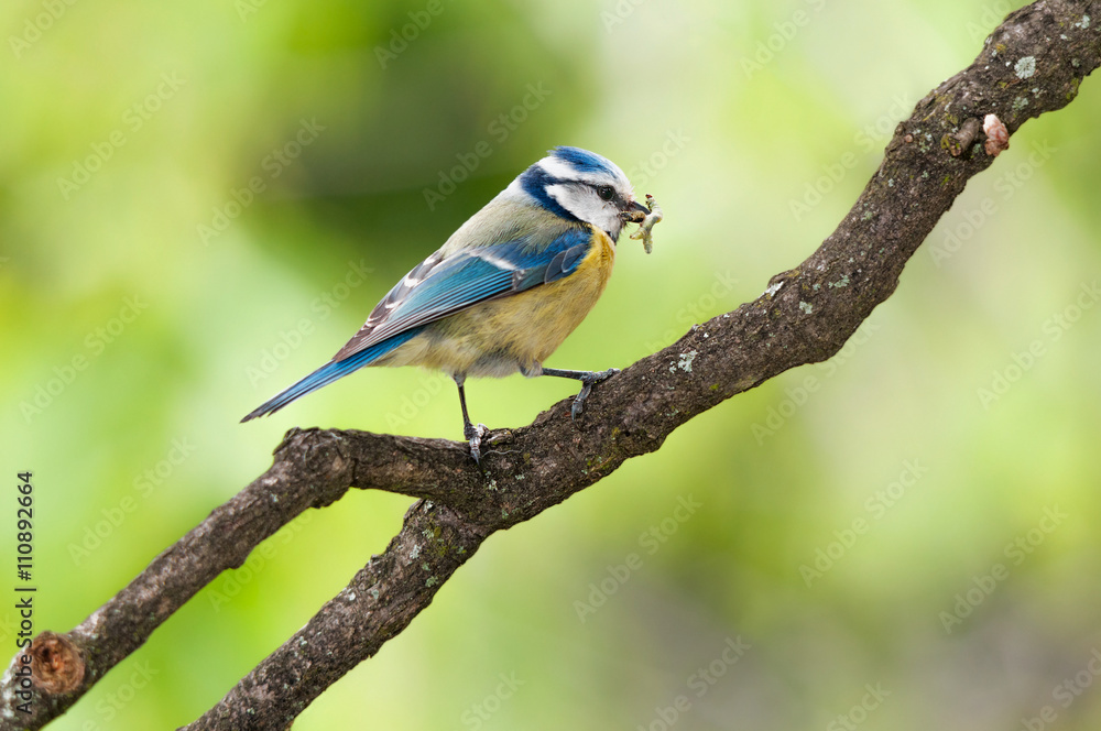 Blue tit with caught caterpillars in its mouth Blue tit with caught caterpillars in its mouth