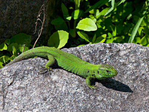 Green lizard on the stone background.