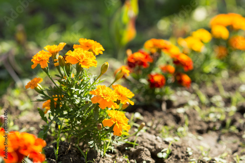 marigolds growing.