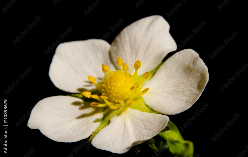 Erdbeerblüte Erdbeerblüte