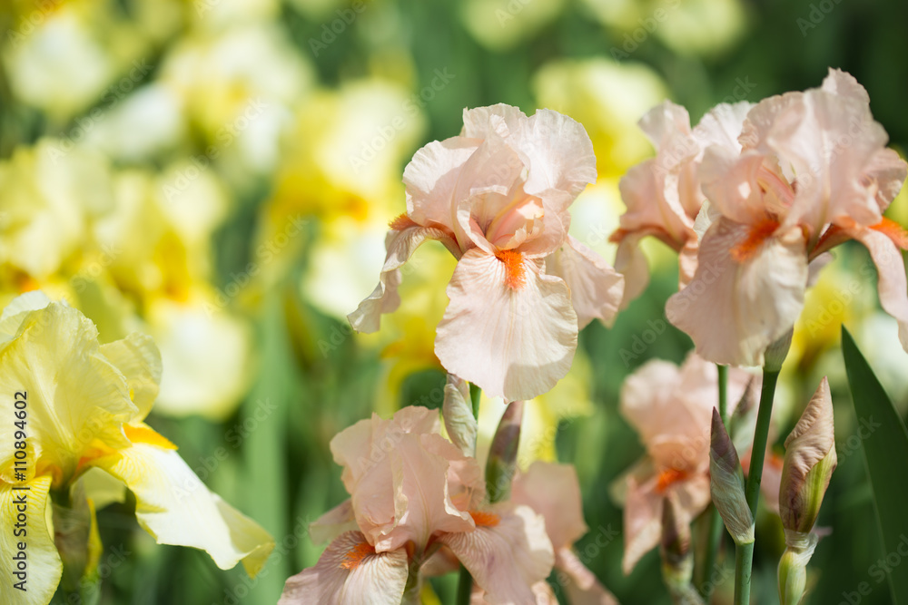 Beautiful flowers iris Beautiful flowers iris