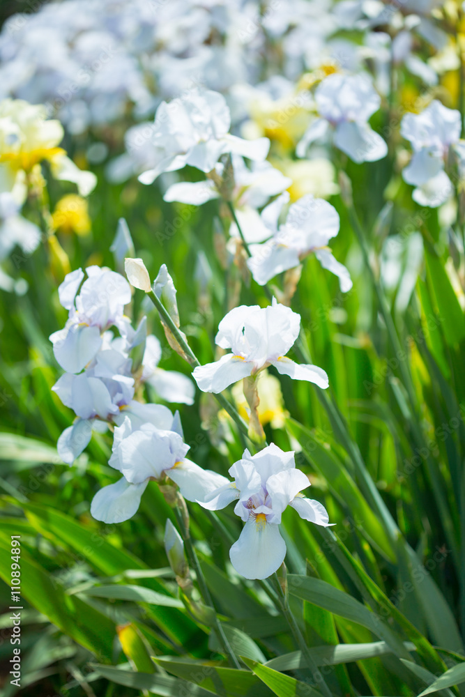 Obraz premium Beautiful flowers iris