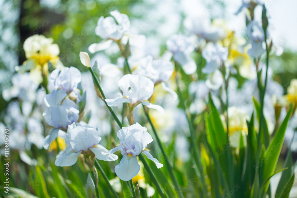Obraz premium Beautiful flowers iris