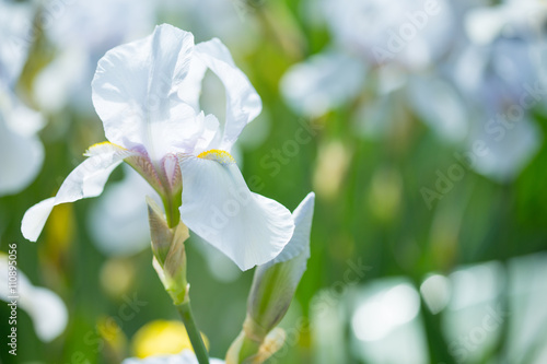 Fototapeta Naklejka Na Ścianę i Meble -  Beautiful flowers iris