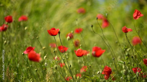 Blurred poppies abstract background