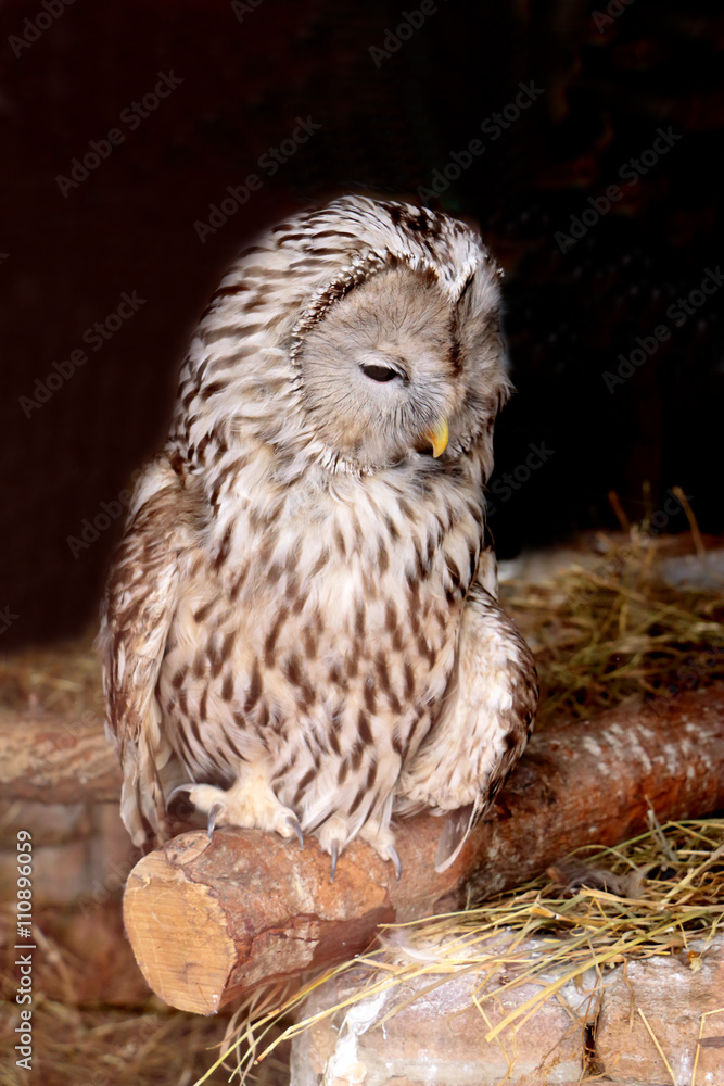 Obraz premium Pensive snowy owl looking away.