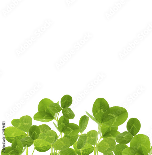 Clover leaves, isolated on white