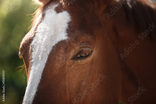 Horse on nature. Portrait of a horse  brown horse