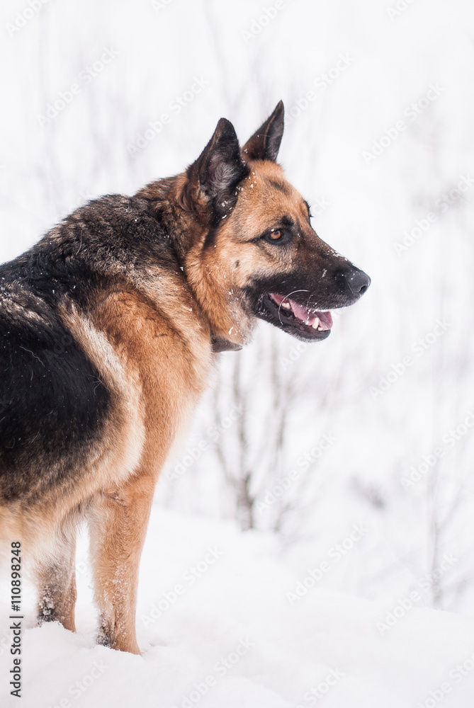 German Shepherd Dog at winter