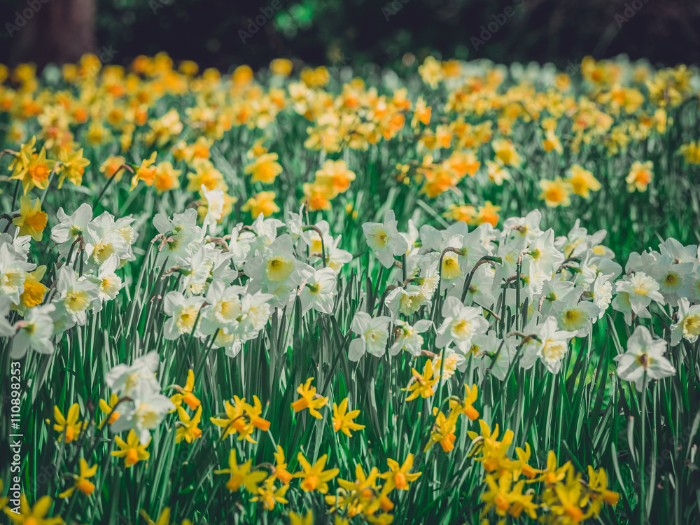 Yellow and white daffodils