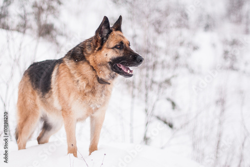 German Shepherd Dog at winter