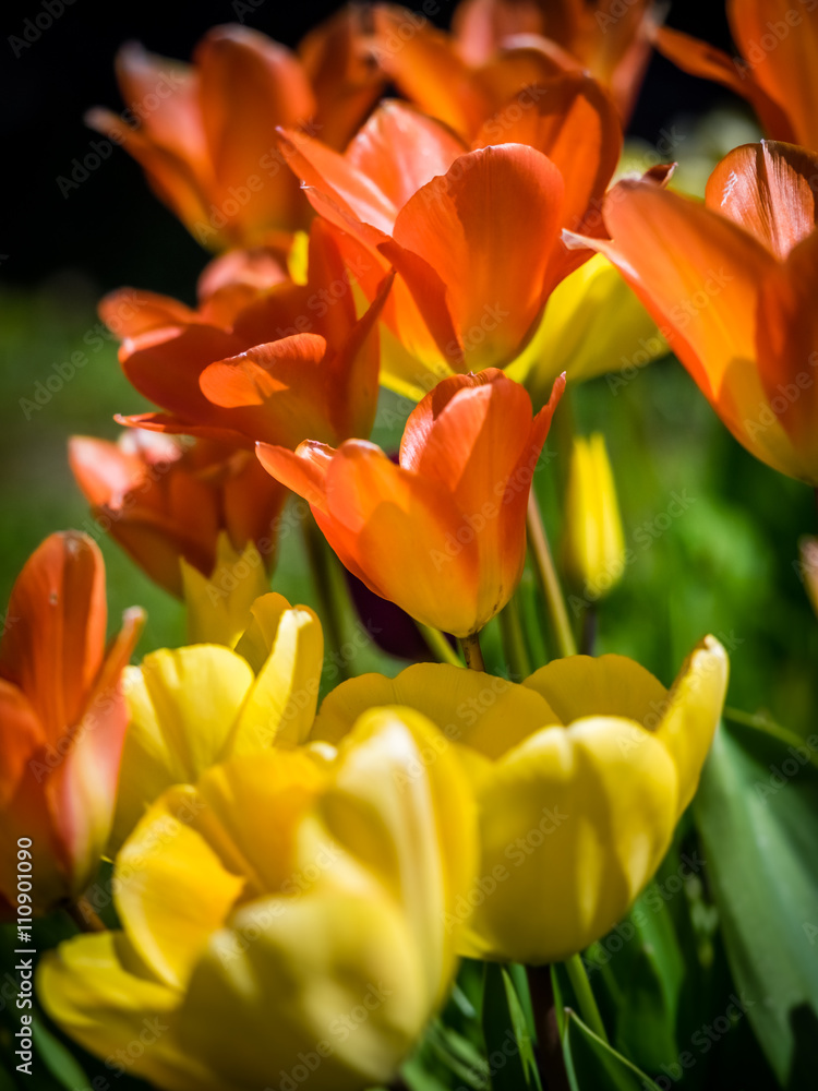 Red, orange and yellow tulips Red, orange and yellow tulips