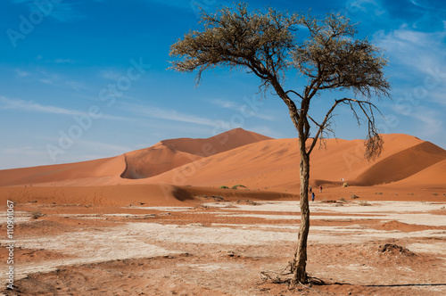 Rote Namibsand-Dünen mit Baum; Sossusvlei; Namibia
